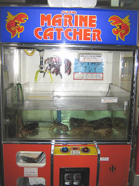 A96684 Lobster