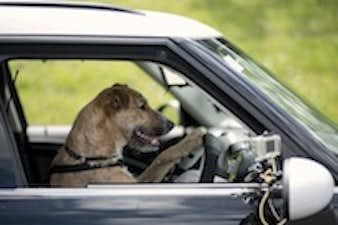 Driving dogs. marketing the unwanted.